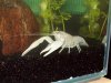 Clarkii5c.JPG
