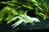 Clarkii8c.jpg