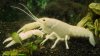 Clarkii14_(1600_x_1200).jpg