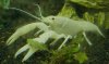 Clarkii15_(1600_x_1200).jpg