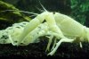 Clarkii17.jpg