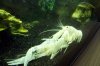 Clarkii18.jpg