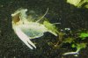 Clarkii19.jpg