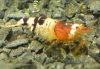 DSC04372.JPG
