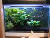 40l Guppy w.JPG