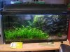 60l Guppy m Red Fire Ancistrus.JPG