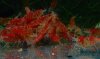 0096-Rote Tigergarnele 03.jpg