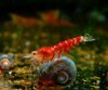 0097-Rote Tigergarnele 02.jpg