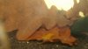 Yellow fire Garnele.JPG