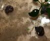 Pianoschnecke.JPG
