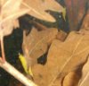 Yellows1.JPG