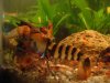 cherax_crystal.JPG