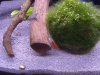 Aquarium 017.JPG