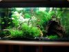 54l Aquarium.jpg