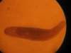 Planarien (7).JPG