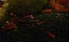 rote%20Crystal1.JPG