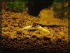 comp_DSC01720.jpg