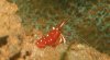 Caridina dennerli 2010-02-13 003.JPG