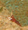 Caridina dennerli 2010-02-13 004.JPG