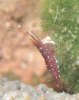 Caridina dennerli 2010-02-13 006.JPG