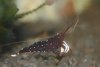 Caridina dennerli 2010-02-21 002.JPG