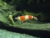 tragende RedBee (12).JPG