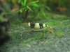 tragende BlackBee Weib1.JPG