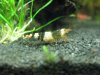 tragende BlackBee Weib3.JPG