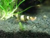 tragende BlackBee Weib4.JPG