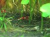 tragende RedBee Weib3.JPG