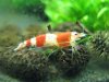 tragende RedBee Weib4.JPG