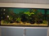 Aquarium 300 Liter 12.JPG