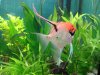 DSC01153kl.JPG