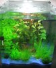 100611 -Aquarium2b.jpg