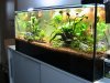 Aquarien Terrarien 034.jpg