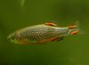 galaxy_rasbora_02_06_2007.jpg