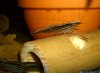 SnakeSkin-10.jpg
