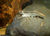SnakeSkin-14.jpg