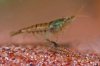 110328_Neocaridina_heteropoda_nominat_4.jpg