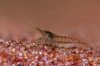 110328_Neocaridina_heteropoda_nominat_3.jpg