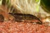 110511_Larry_mit_gruenem_Bewuchs_1.jpg