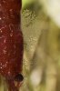 110523_RF_mit_Glockentierchen_oae.jpg
