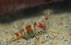 Caridina sp.new species.jpg