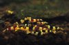 mischling 2.jpg
