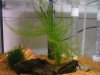 Aquarium1.JPG