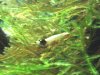 IMG155vut.jpg
