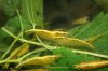 yellow_fire_neon_cpos_068[1].jpg