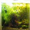 Corydoras99