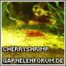 CherryShrimp