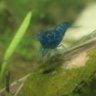 Tribalium